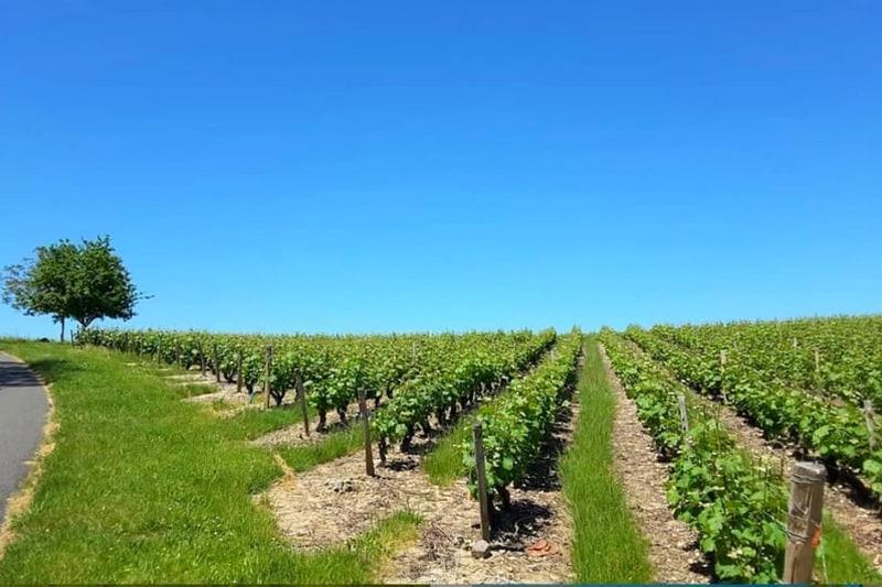 Gite Au Bord Du Cher "La Mesange Verte" Savonnieres Exterior photo